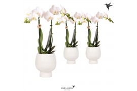 Phalaenopsis multiflora wit kolibri orchids 2 tak in scandic pot white