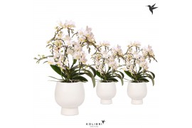 Phalaenopsis multiflora wit 4 tak liberty in scandic white kolibri orc