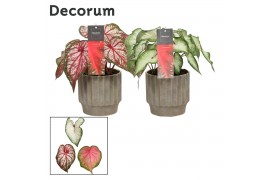 Caladium mix decorum in ompot jane