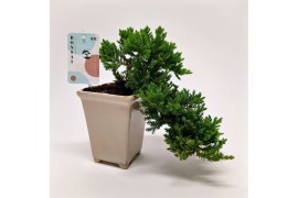 Bonsai Juniperus Cascade