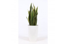 Sansevieria trifasciata laurentii in santorini pot wit