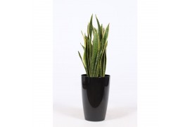 Sansevieria trifasciata laurentii in santorini pot antraciet