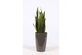 Sansevieria trifasciata laurentii in santorini pot taupe