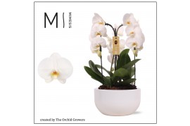 Arrangementen orchidee crown white 3 tak in saskia white ceramic mimes