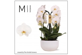 Arrangementen orchidee crown white 4 tak in saskia white ceramic mimes