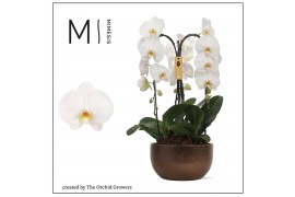 Arrangementen orchidee crown white 3 tak in saskia bronze ceramic mime