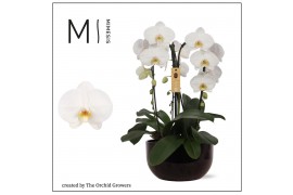 Arrangementen orchidee crown white 3 tak in saskia black ceramic mimes