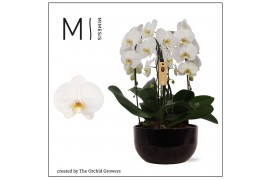 Arrangementen orchidee crown white 4 tak in saskia black ceramic mimes