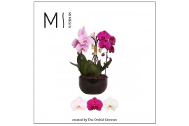 Arrangementen phalaenopsis crown carnaval 3 tak in saskia black cerami