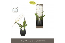 Phalaenopsis wit 1 tak formidablo niagara falls in black abruzzo aquo 