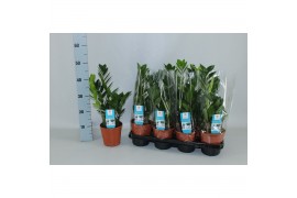 Zamioculcas zamiifolia jonge veren + 3