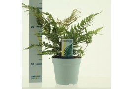 Dryopteris erythrosora