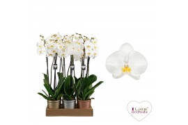 Phalaenopsis wit Leeds - 3 tak, 20+ bloem - 65/70cm - Glas Murano Olym