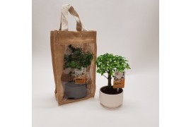 Bonsai mix Pure in Jute Giftbag