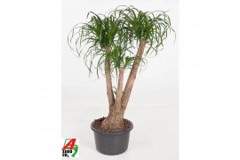 Beaucarnea recurvata Vertakt