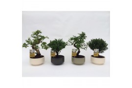 Bonsai s-vorm