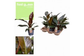 Philodendron imperial red feel green