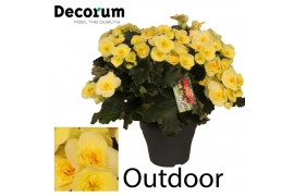 Begonia (elatior grp) belove yellow outdoor