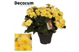 Begonia belove yellow Decorum