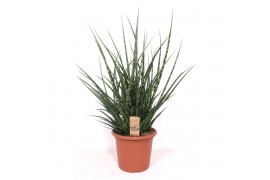 Sansevieria fernwood punk