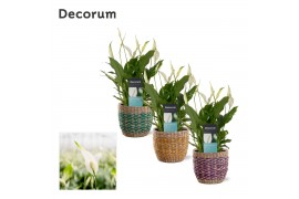 Spathiphyllum bellini 8+ bloem - Fleur mand, Craft world