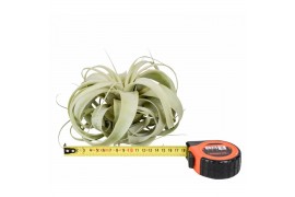 Tillandsia xerographica x6