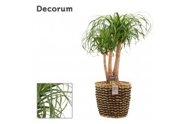 Beaucarnea recurvata vertakt  in kira mand deco decorum