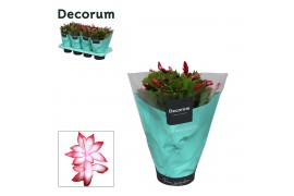 Schlumbergera rood without white, feel green decorum