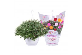Chrysanthemum indicum grp skyfall g Chrysant Skyfall Carnaval hangpot 
