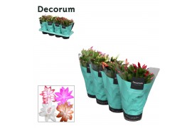 Schlumbergera mix decorum in hoes