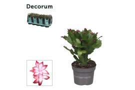 Schlumbergera rood decorum