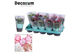 Schlumbergera mix decorum met hoes