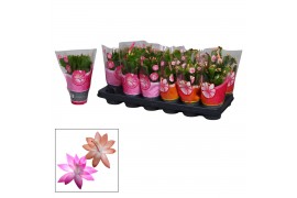 Schlumbergera mix in hoes