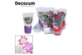 Schlumbergera mix decorum glaspot nashville mix