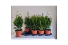 Thuja occidentalis smaragd