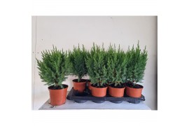 Juniperus chinensis stricta