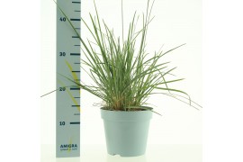 Sesleria nitida