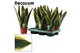 Sansevieria trifasciata night shade decorum