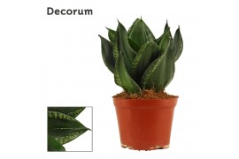 Sansevieria trifasciata hahnii Silver flame (Decorum)