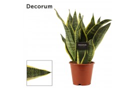 Sansevieria trifasciata futura superba (Decorum)