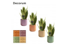 Sansevieria trifasciata white snow in kaya craft world decorum