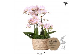Phalaenopsis Kolibri Field pink 6spike greens 3x6cm in reed basket