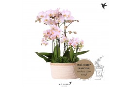 Phalaenopsis Kolibri Field pink 6spike greens 3x6cm in white basket