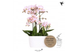 Phalaenopsis Kolibri Field pink 6spike greens 3x6cm in Honey white