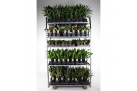 Kamerplanten mixkar Mix Rentree 00 1 pp