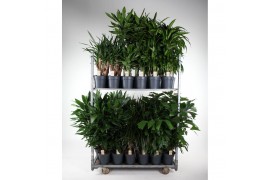 Kamerplanten mixkar Mix Rentree 04 1 pp