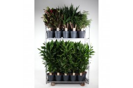 Kamerplanten mixkar Mix Rentree 06 1 pp