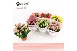 Kalanchoe grandiva mix P14 Queen