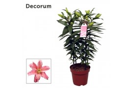 Lilium oriental roselily zara decorum