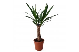 Yucca Yucca 17 cm 1 pp